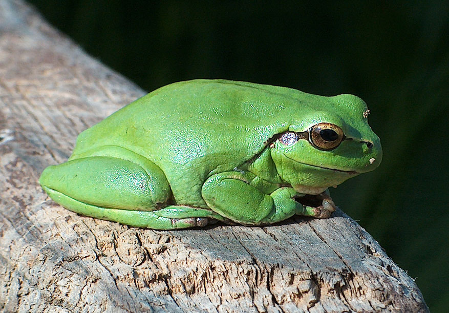 mediterrane boomkikker
