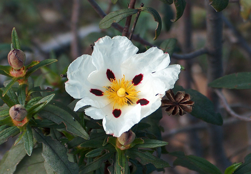 cistus landanifer