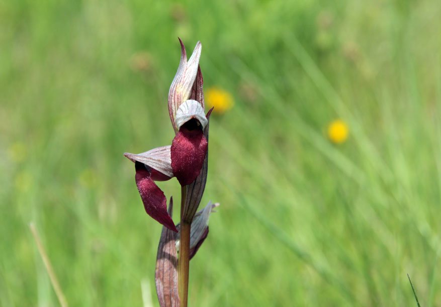 tongorchidee, wilde orchidee