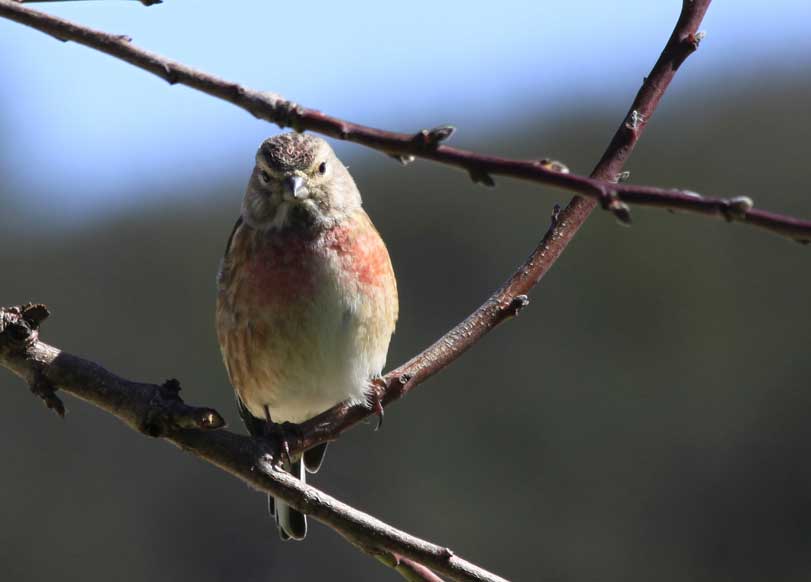 Carduelis cannabina male