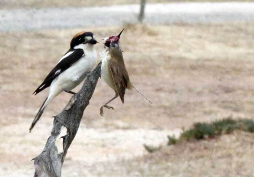 woodchat shrike with prey on Quinta de Odelouca