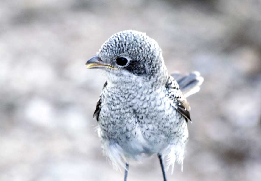 roodkopklauwier met jongen op Quinta de Odelouca