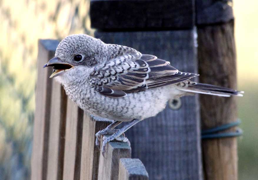roodkopklauwier met jongen op Quinta de Odelouca