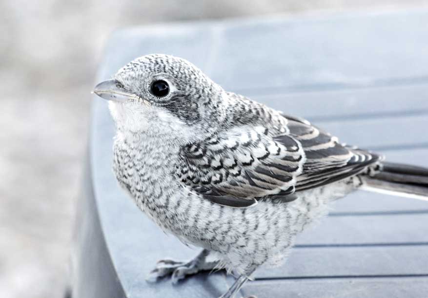 roodkopklauwier met jongen op Quinta de Odelouca