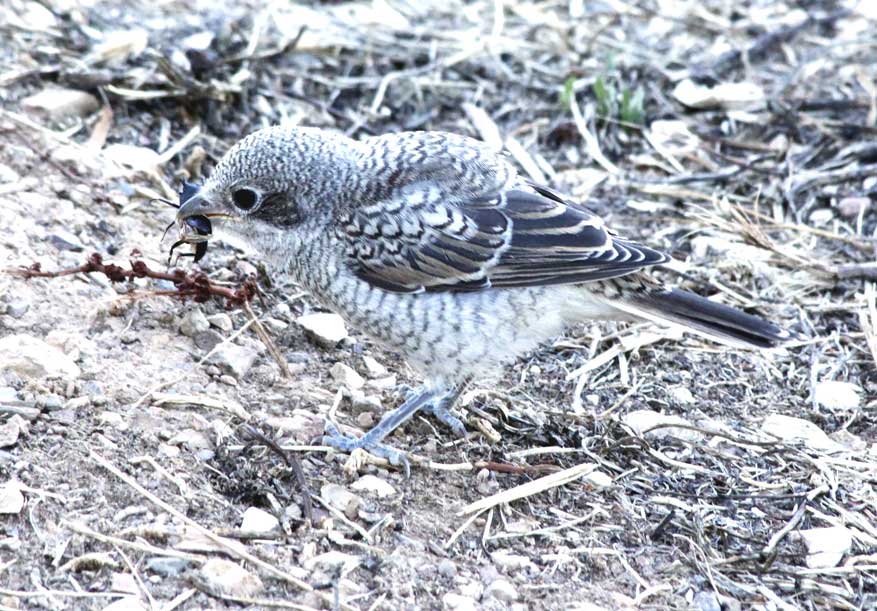 roodkopklauwier met jongen op Quinta de Odelouca