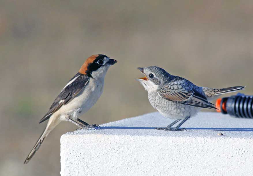 roodkopklauwier met jongen op Quinta de Odelouca