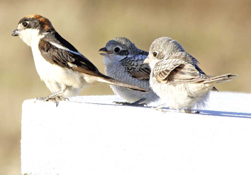 roodkopklauwier met jongen op Quinta de Odelouca