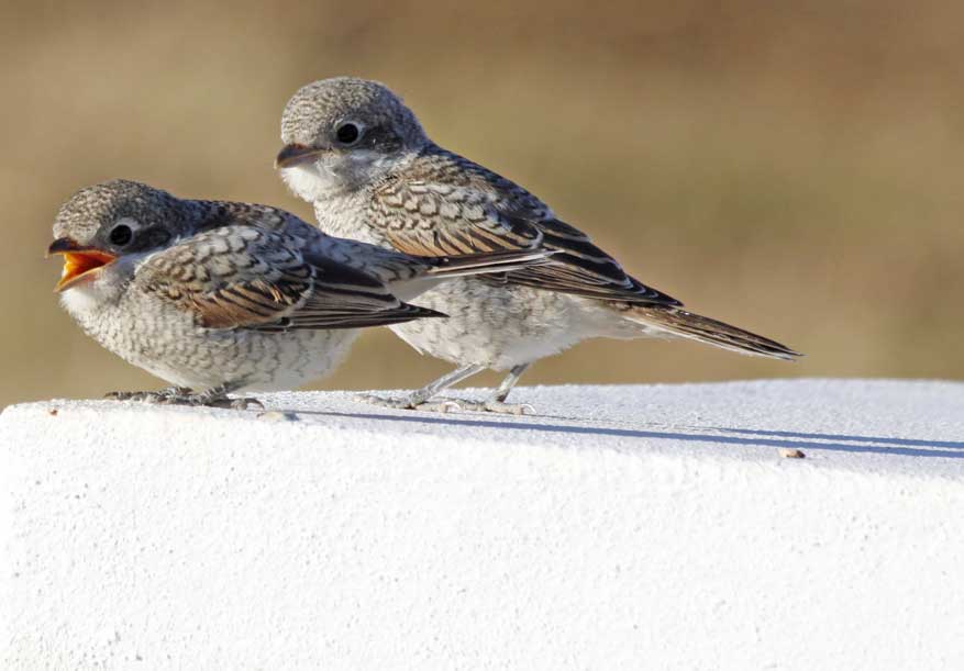 roodkopklauwier met jongen op Quinta de Odelouca