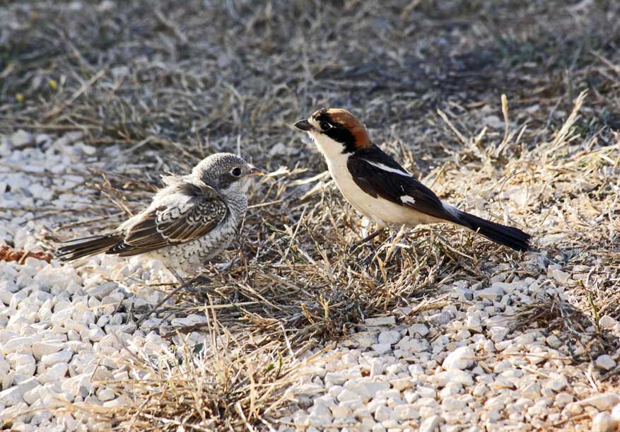 roodkopklauwier met jongen op Quinta de Odelouca