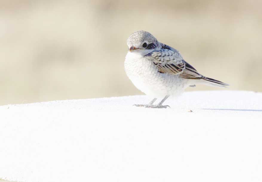 roodkopklauwier met jongen op Quinta de Odelouca